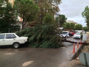 Ağaç park halinde araçların üzerine devrildi