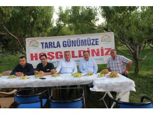 Iğdır’da üzüm hasadına başlandı