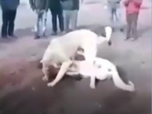 Köpekleri dövüştürdüler, çocuklara izlettirdiler