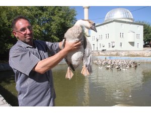 Tavukları telef oldu kaz işine girdi, 3 ayda 30 bin lira kazandı