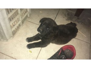Ördeğini yediğini ileri sürdüğü köpekleri kurşuna dizdi