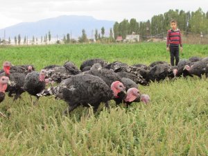 Önce kendisi için üretti, talep gelince besihane kurdu