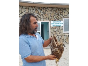 Yaralı şahin tedavi altına alındı