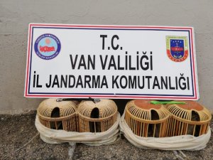 Van’da 152 keklik doğaya bırakıldı