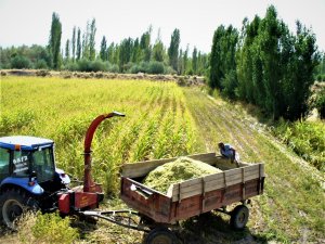 Seydişehir'de silajlık mısır hasadı başladı