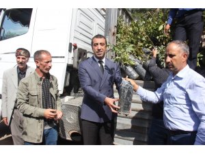 Bingöl’de ekonomiye ceviz desteği, 6 bin 500 fidan dağıtıldı