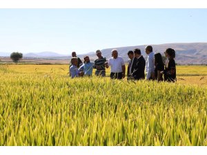 Çeltik rekoltesi çiftçinin yüzünü güldürdü