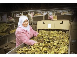 Ege ihracatında Eylül bereketi