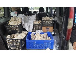 İstiridye mantarı üretimi sevindiriyor