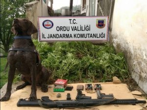 Ordu’da uyuşturucu operasyonu: 6 gözaltı