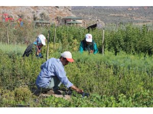 Kursiyerler ilçenin peyzaj ihtiyacını karşılıyor