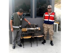 Van'da kaçak keklik avlayanlara 10 bin lira ceza
