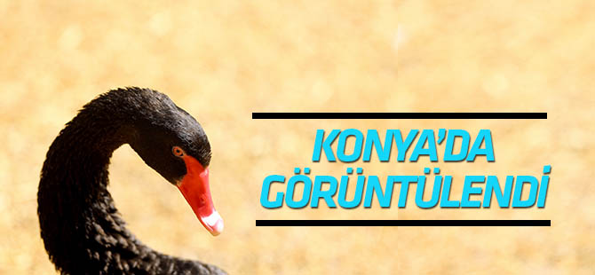 'Kara Kuğu' Konya’da