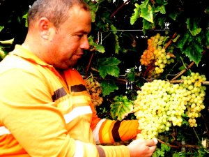 Bu yıl üzüm üreticisinin yüzü güldü