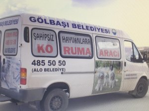 Gölbaşı'nda sokak hayvanlarına bakım