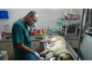 Manavgat’ta sokak köpeğin tüfekle vuruldu