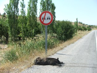 Domuzlar tehlike oluşturuyor