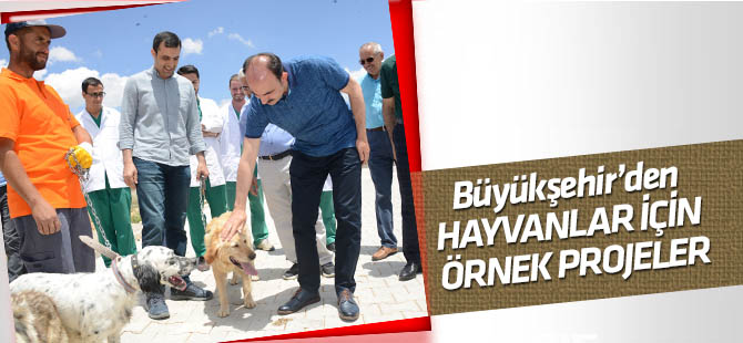 Sevgi Şehri Konya’da Hayvanlar İçin Örnek Projeler