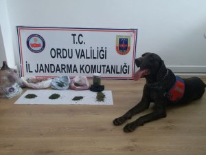 Ordu’da uyuşturucu operasyonu