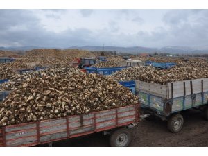 Sandıklı’da pancar üreticisi dertli