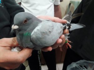 Adliye penceresine posta güvercini kondu