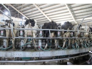 Kendirlioğlu; “Süt fiyatları arasındaki dengesizliğe müdahale edilmelidir”