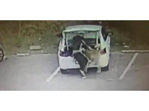 Koca köpeği arabanın bagajına koyarak çaldı