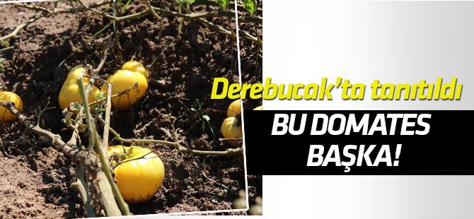 Sarı domates Derebucak'ın yüzünü güldürecek