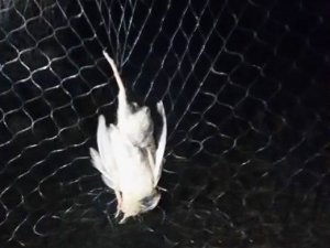 Yasak cihazla bıldırcın avı yapan 4 şahıs yakalandı