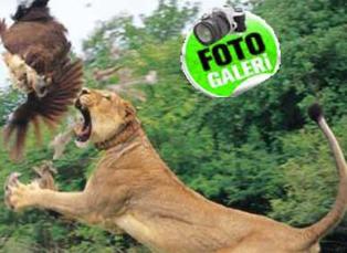 Vahşi dünyada vahşi av!