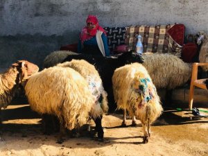 Sokak köpekleri sürüye saldırdı, 30 koyun telef oldu