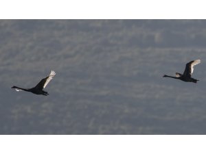 Karacabey'de iki siyah kuğu görüntülendi