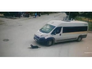 Köpeği ezen servis şoförüne Büyükşehir Belediyesi’nden ceza