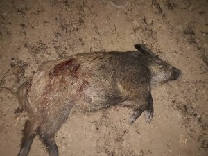 Kaman'da tarım arazilerine giren yaban domuzu sürüsü