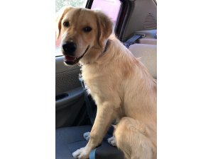 Her yerde 6 aylık köpeğini arıyor