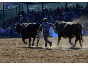 Muğla'da Boğa Güreşi Festivali yapıldı