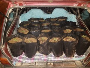 Çiçek görünümlü zehirler jandarmaya takıldı