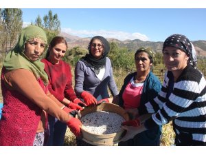 Bingöl’de Horoz Kuru Fasulyesinin Coğrafi İşaret Başvurusu İçin Hasadı Yapıldı