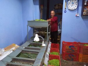 Erdek’te zeytin hasadı başladı