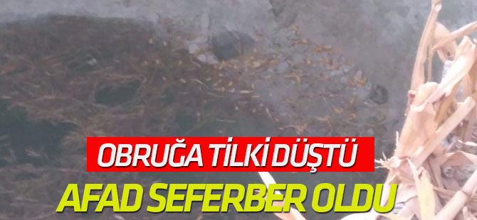 Obruğa Tilki Düştü