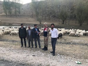 Çobanın ellerini bağlayarak 135 hayvanı çaldılar