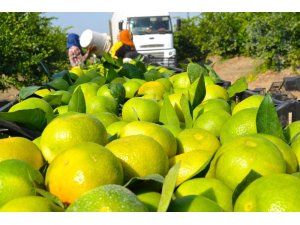 İhracatlık mandalina hasadı başladı
