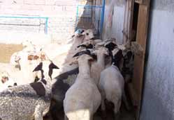 Hırsızlığa karşı önlemler artırıldı