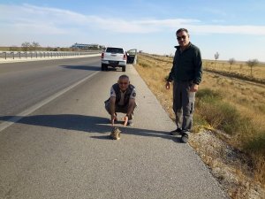 Yola çıkan uçamayan puhu kuşunu ezilmekten kurtardılar