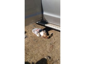 Jandarma Kaçak Av Yapanlara Göz Açtırmıyor