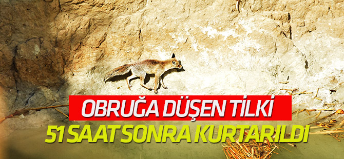 Obruğa düşen tilki, 51 saat sonra kurtarıldı
