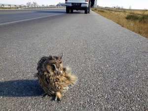 Yol kenarında bulunan puhu kuşu tedavi altına alındı