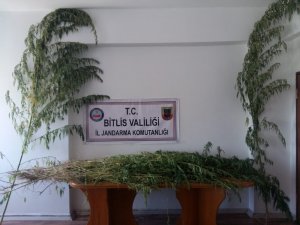 Ahlat’ta 869 kök kenevir ele geçirildi