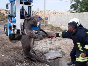 Çukura düşen eşek kurtarıldı