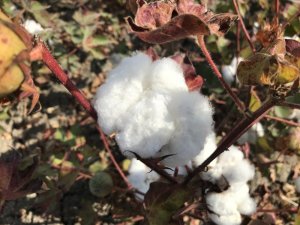 Iğdır’da Beyaz altın günü